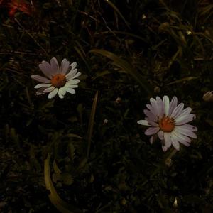 国产JK制服美女自慰
